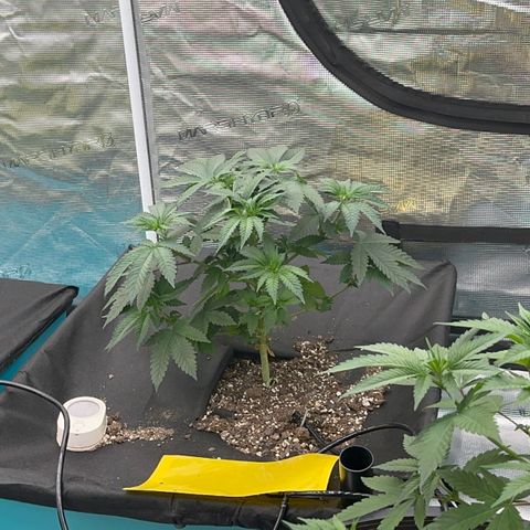 Deleted  🎬 1 growlog timeline photo
