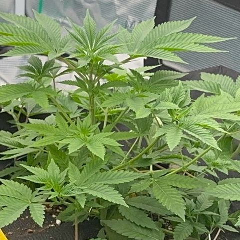  Cluster bomb  growlog timeline photo