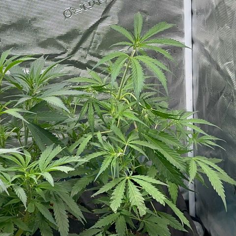 Piña X Zweet  growlog timeline photo