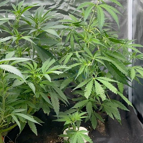 Piña X Zweet  growlog timeline photo