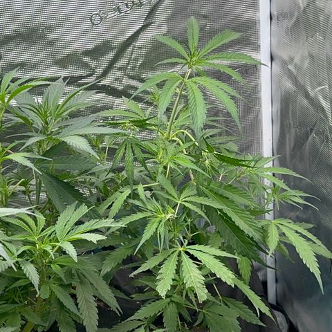 Piña X Zweet  growlog timeline photo