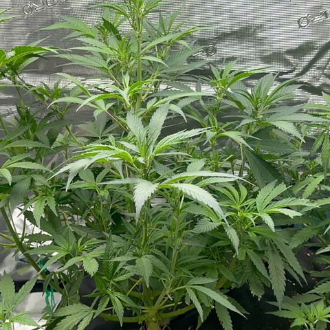 Knows Candy growlog timeline photo