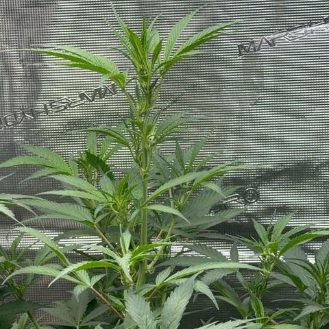 Knows Candy growlog timeline photo