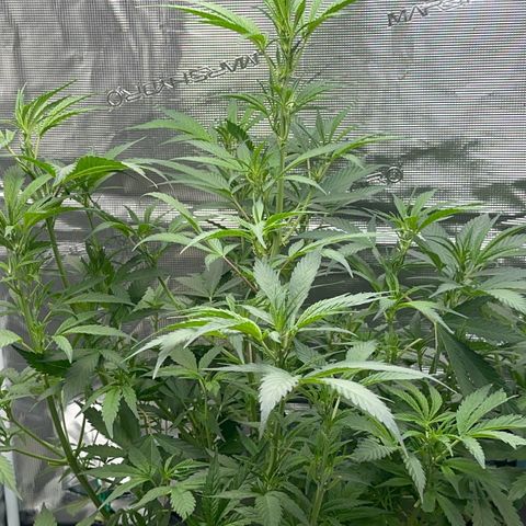 Knows Candy growlog timeline photo