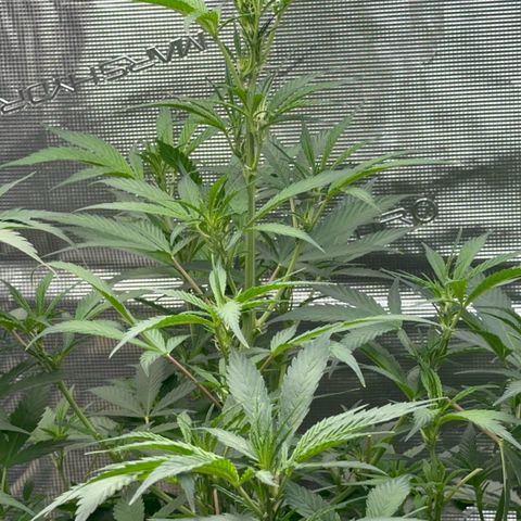 Knows Candy growlog timeline photo