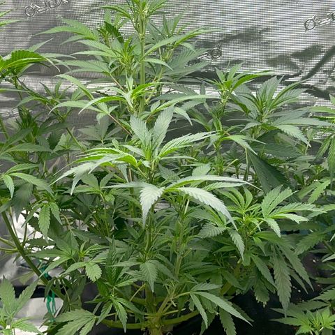 Knows Candy growlog timeline photo