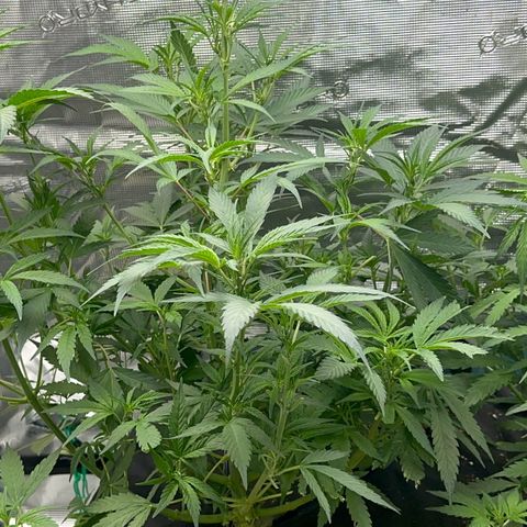 Knows Candy growlog timeline photo