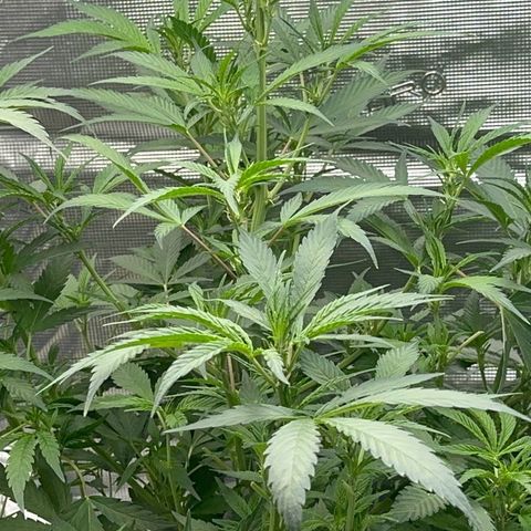 Knows Candy growlog timeline photo