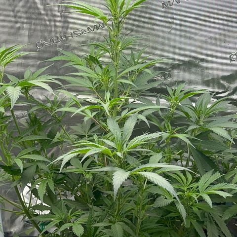 Knows Candy growlog timeline photo