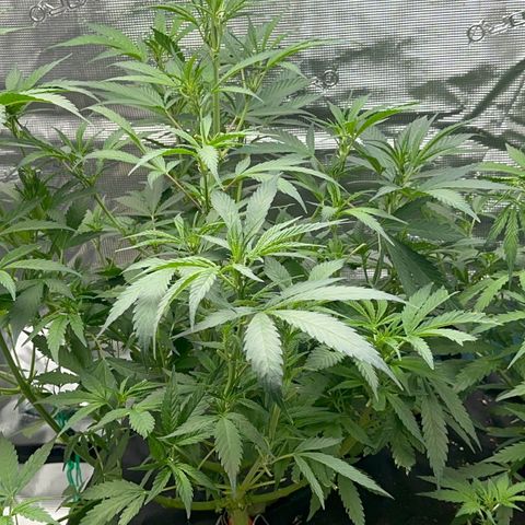 Knows Candy growlog timeline photo