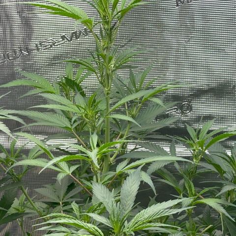 Knows Candy growlog timeline photo