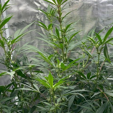 Knows Candy growlog timeline photo
