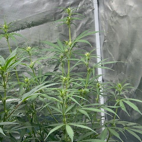 Piña X Zweet  growlog timeline photo