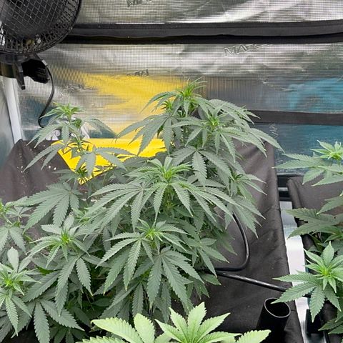  Critical Light growlog timeline photo
