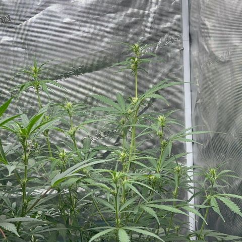 Piña X Zweet  growlog timeline photo