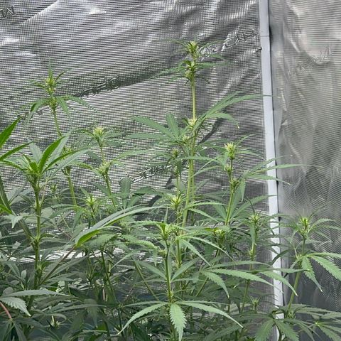 Piña X Zweet  growlog timeline photo