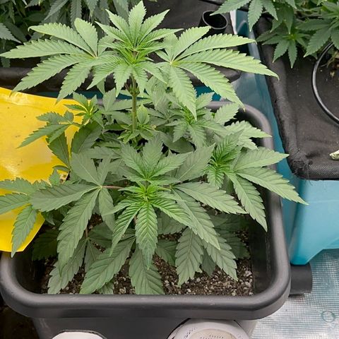 Dayger  growlog timeline photo