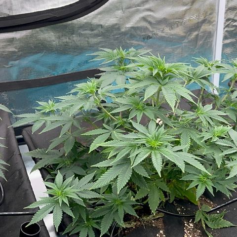  Cluster bomb  growlog timeline photo