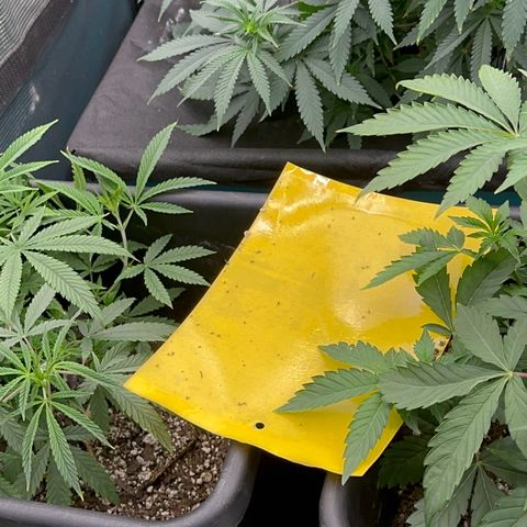  Hawaiian Snow  growlog timeline photo