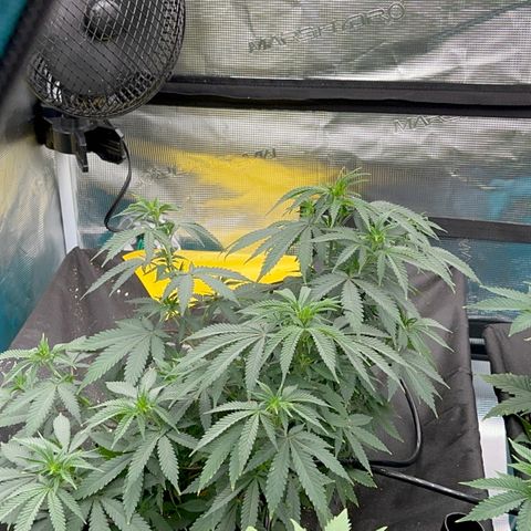  Critical Light growlog timeline photo