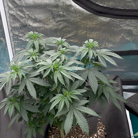 Deleted  🎬 1 growlog timeline photo