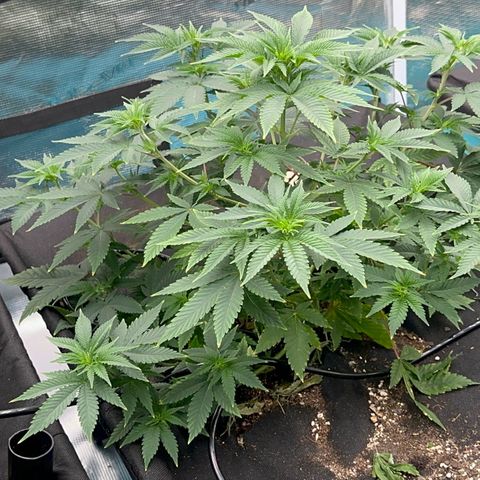  Cluster bomb  growlog timeline photo