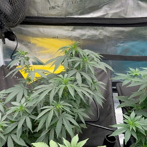  Critical Light growlog timeline photo