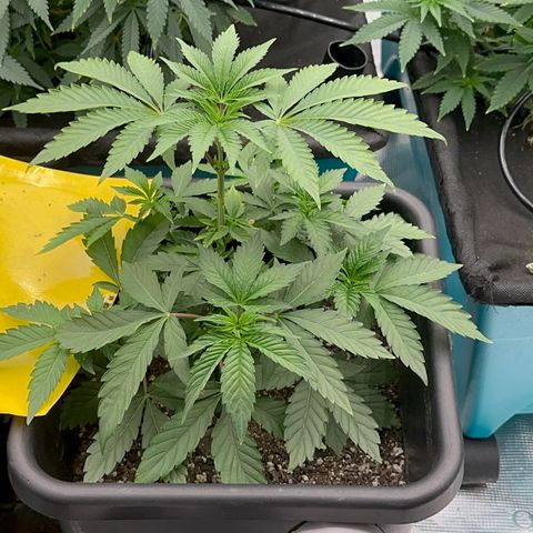 Dayger  growlog timeline photo
