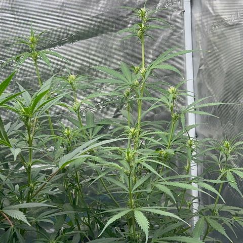 Piña X Zweet  growlog timeline photo