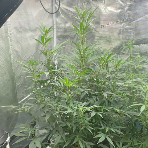 Knows Candy growlog timeline photo