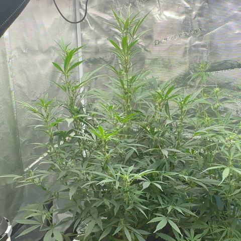 Knows Candy growlog timeline photo