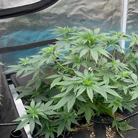  Cluster bomb  growlog timeline photo