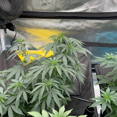  Critical Light growlog timeline photo