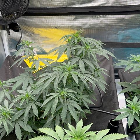  Critical Light growlog timeline photo