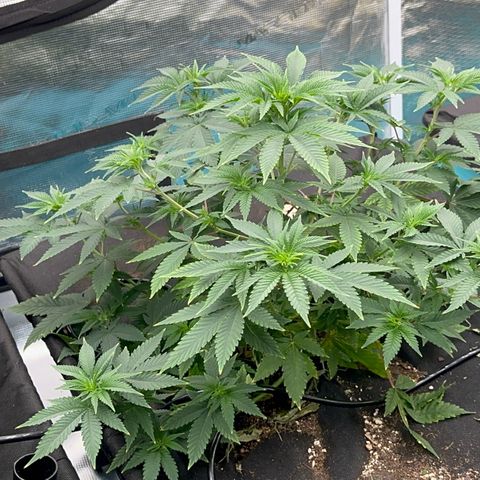  Cluster bomb  growlog timeline photo