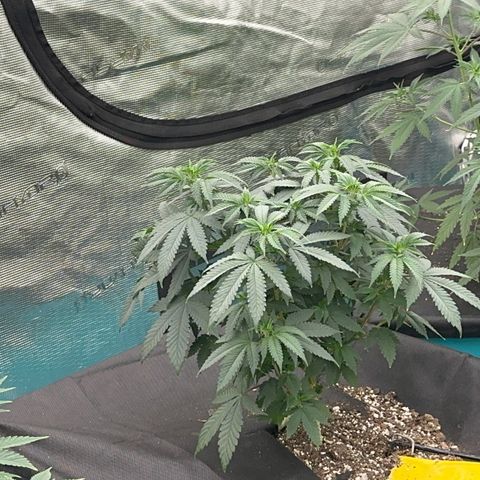Deleted  🎬 1 growlog timeline photo