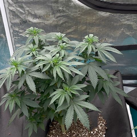 Deleted  🎬 1 growlog timeline photo