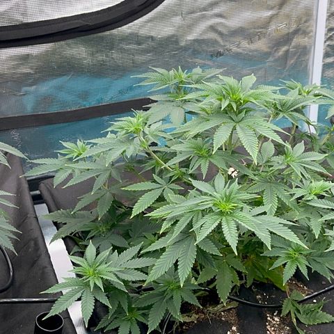  Cluster bomb  growlog timeline photo