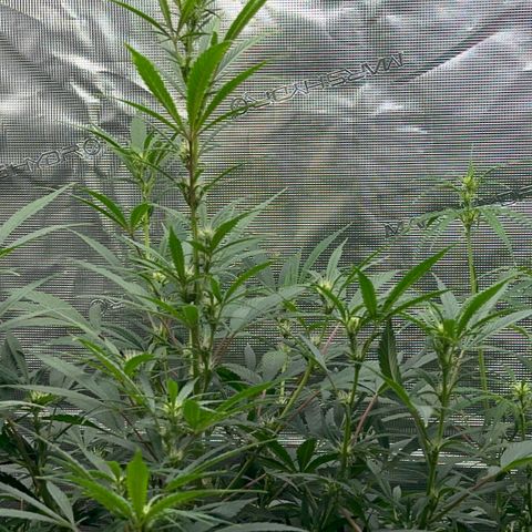 Piña X Zweet  growlog timeline photo