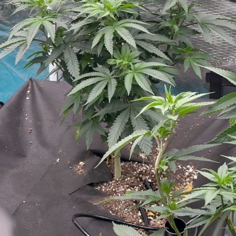 Deleted  🎬 1 growlog timeline photo