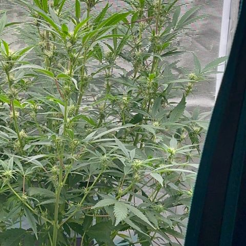 Knows Candy growlog timeline photo