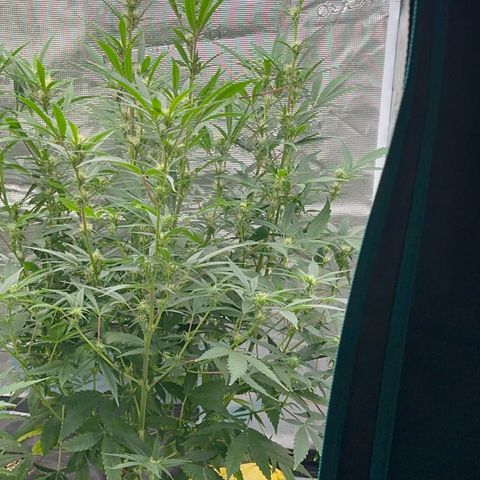 Knows Candy growlog timeline photo