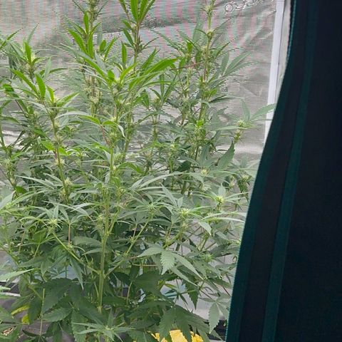 Knows Candy growlog timeline photo