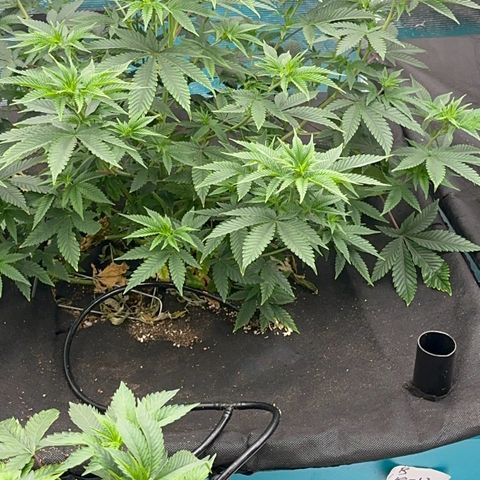  Cluster bomb  growlog timeline photo