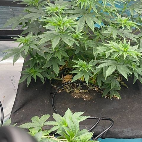  Cluster bomb  growlog timeline photo