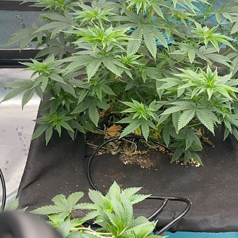  Cluster bomb  growlog timeline photo