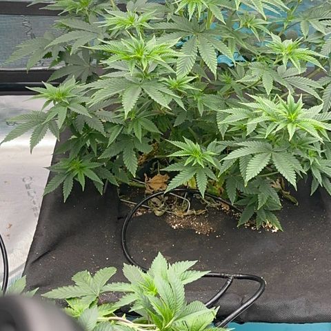  Cluster bomb  growlog timeline photo