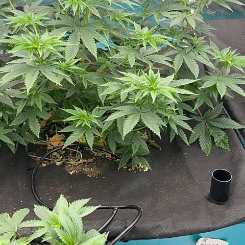  Cluster bomb  growlog timeline photo