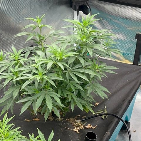  Critical Light growlog timeline photo
