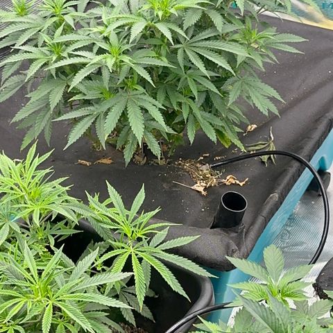  Critical Light growlog timeline photo